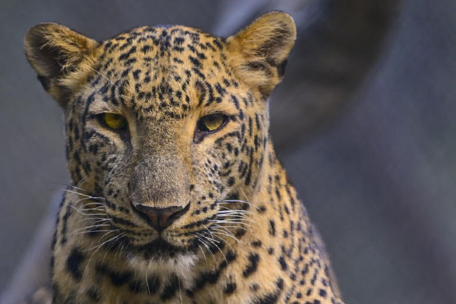 Representational image