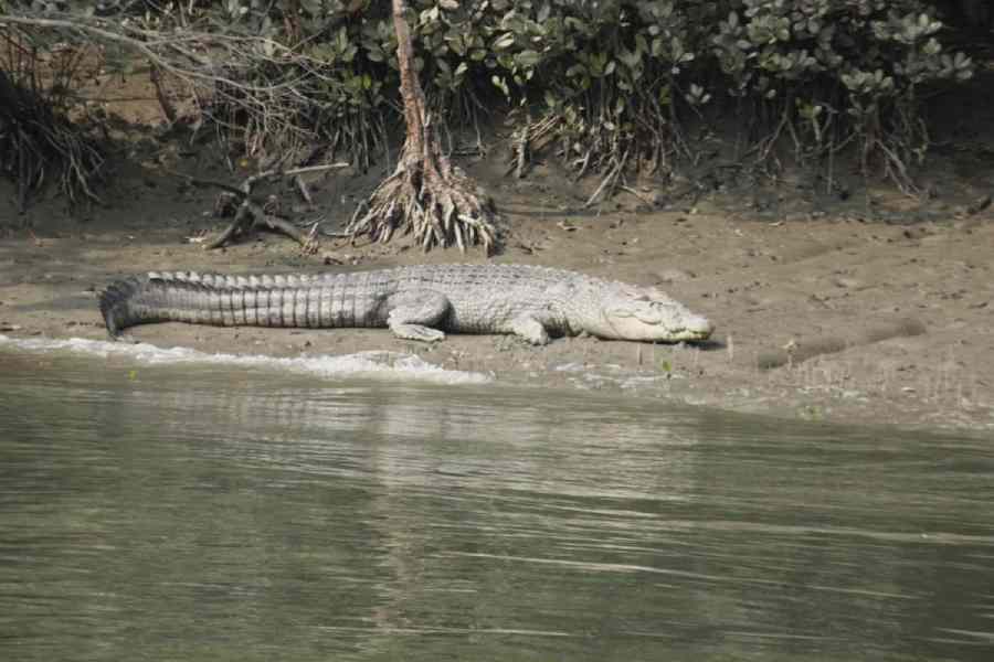A saltwater crocodile that was spotted during the survey in the Sundarbans
