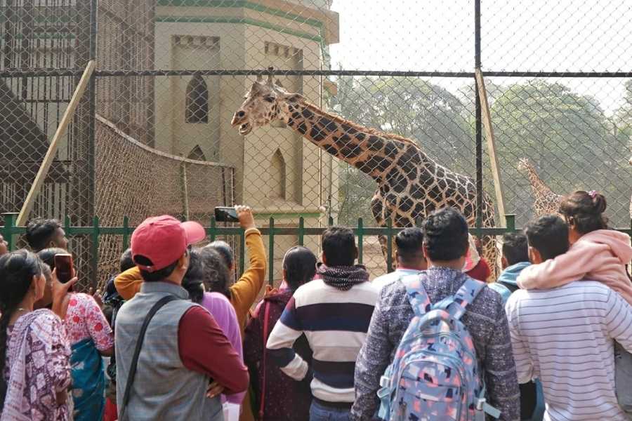 Visitors enjoy glimpses of giraffes and other animals at Alipore Zoo — an annual ritual for many Kolkatans