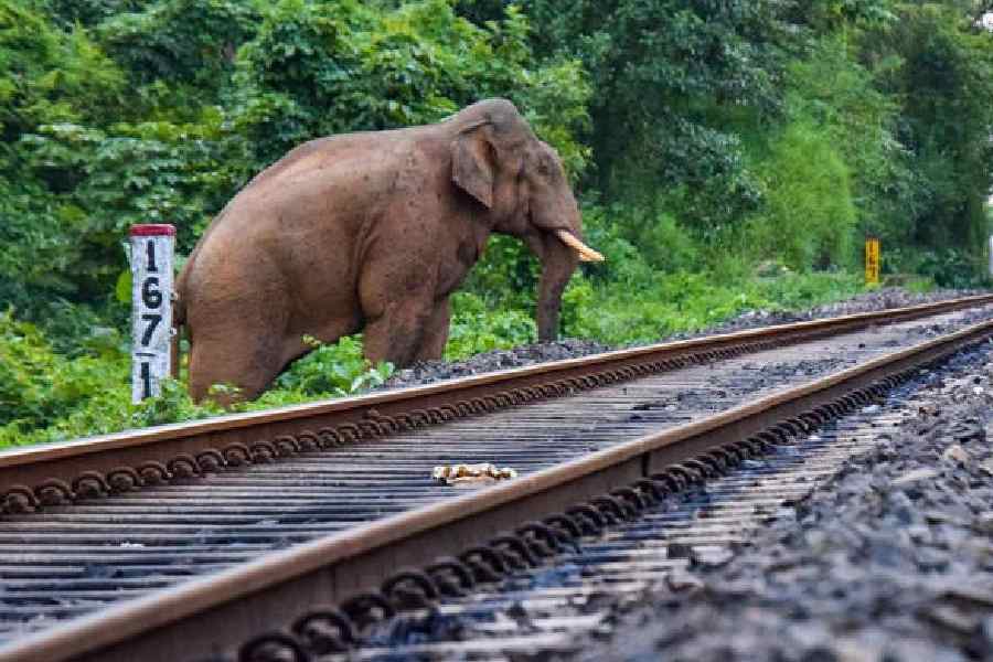 An elephant crosses railway tracks that pass through a forest. File picture
