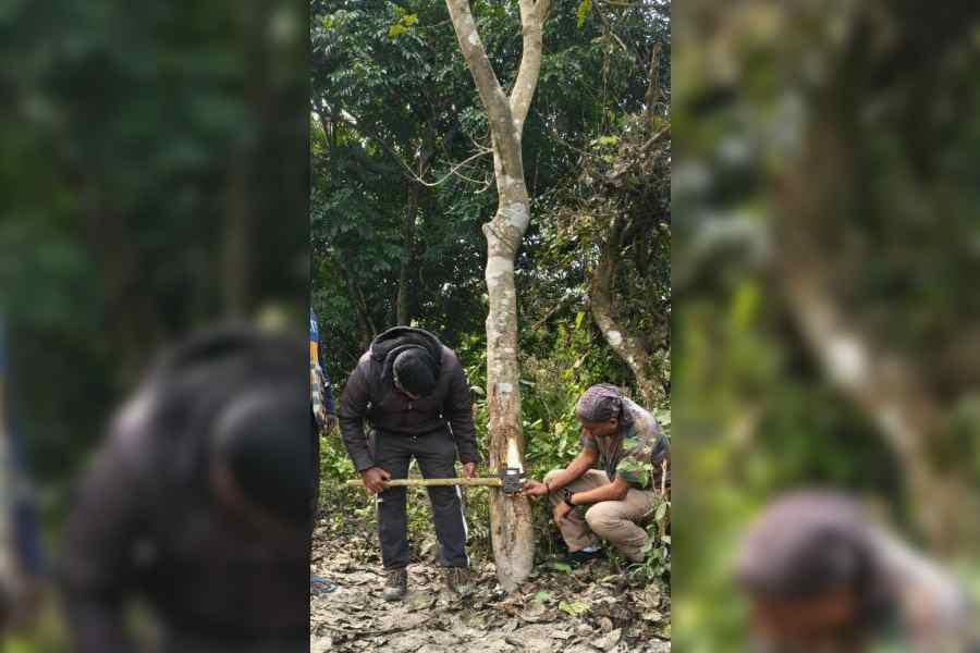 Foresters set up a trap camera at the Jaldapara National Park in Alipurduar. Picture courtesy: West Bengal Forest Department