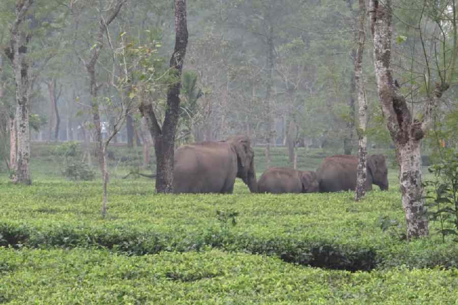The three elephants in Jalpaiguri’s Kranti block on Monday.