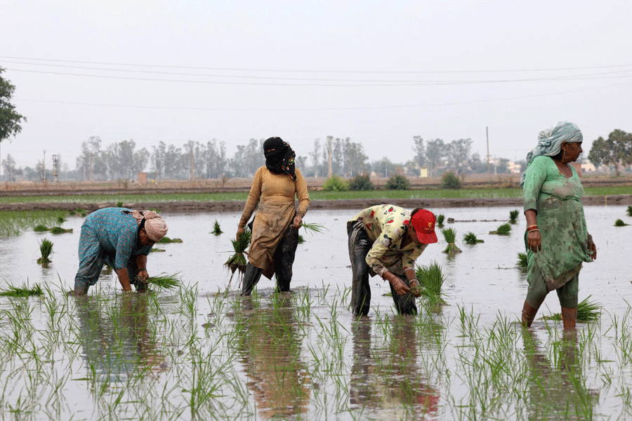 Labourers plant rice saplings in a field