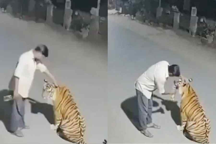 Nagpur Rural Police issued a legal notice to a Mumbai-based Instagram user after an AI-generated video falsely depicting a man giving liquor to a tiger went viral.