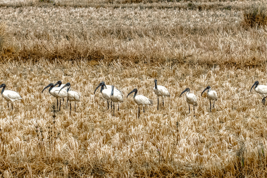 Representational image.