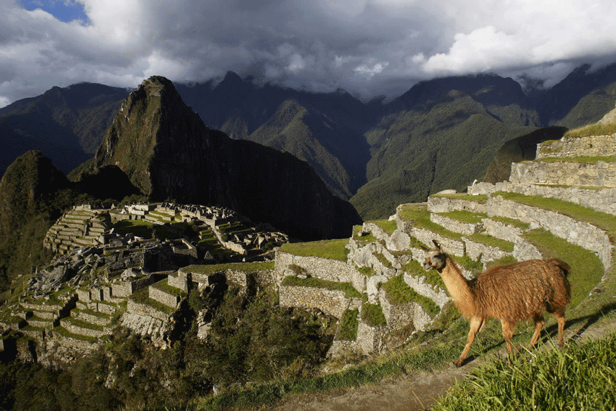 FILE PHOTO: File photo shows llama near the Inca citadel of Machu Picchu in Cusco