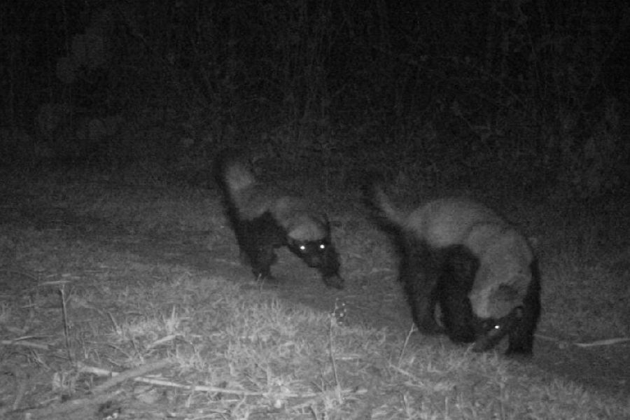 Honey badgers