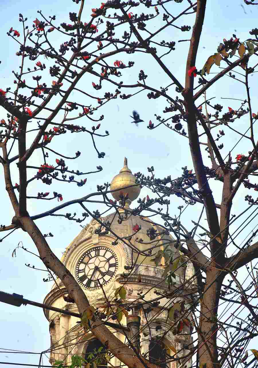 As spring arrives, Shimul flowers start blooming across Kolkata