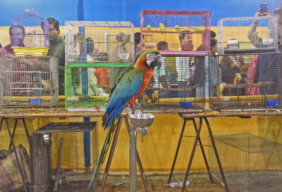 A four-day bird show was held at north Kolkata's Santosh Mitra Square from February 6 