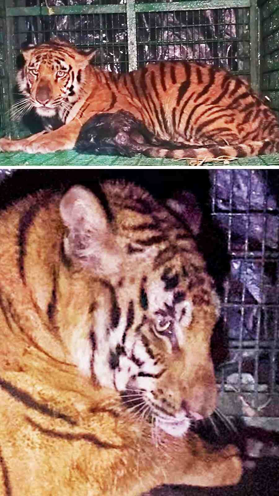 A tiger on the kill was caged at Moipeeth-Baikunthapur village of Kultali block in South 24-Parganas district