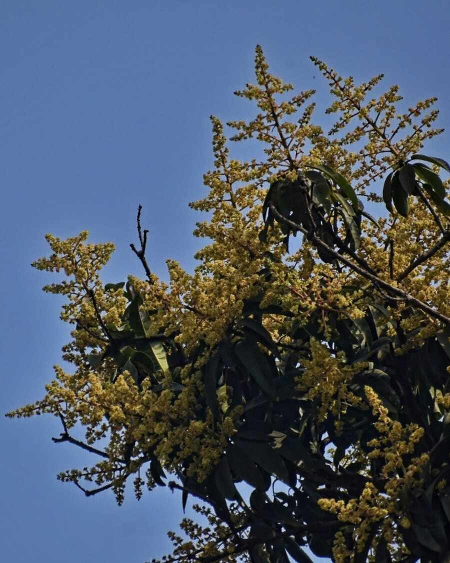 As spring approaches, buds appear on mango trees