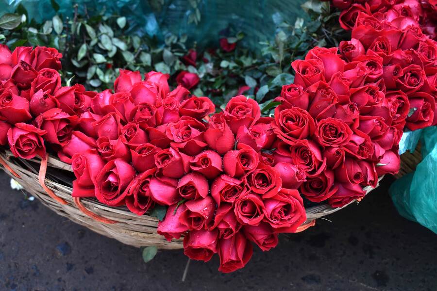 Bunches of red roses wait to be picked up by lovers for their beloved 