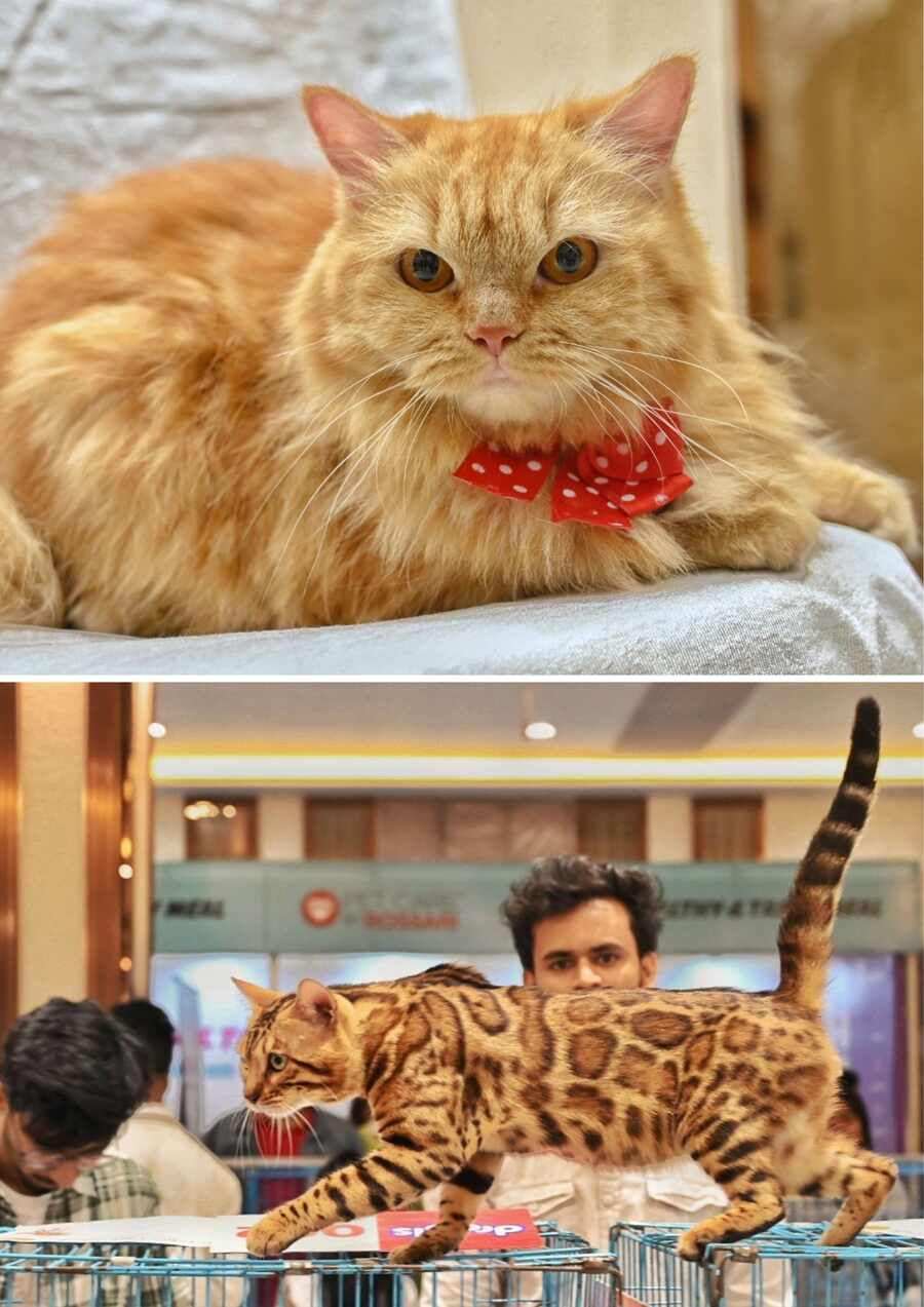 The Feline Club of India organised the 90th Championship Cat Show in Alipore on Sunday. Various breeds of cats took part in the show  