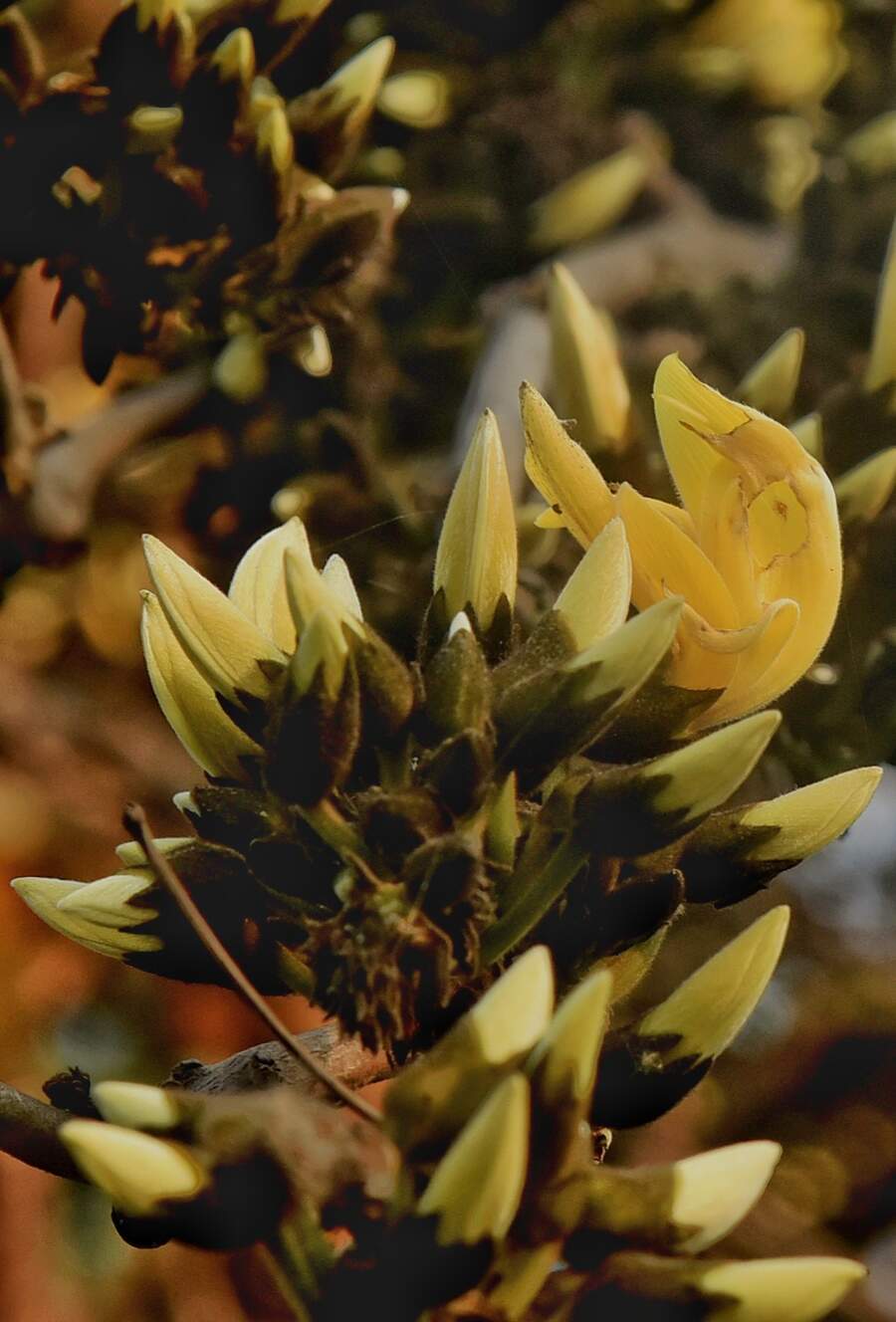 The yellow palash flowers bloom at Curzon Park, Esplanade. These flowers appear between February and April 