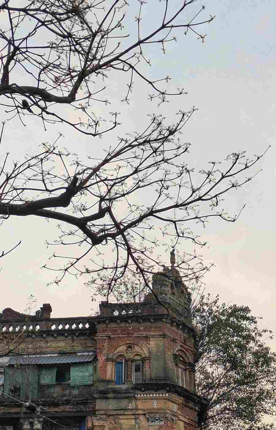 City trees gain back leaves as Kolkata welcomes the season of spring