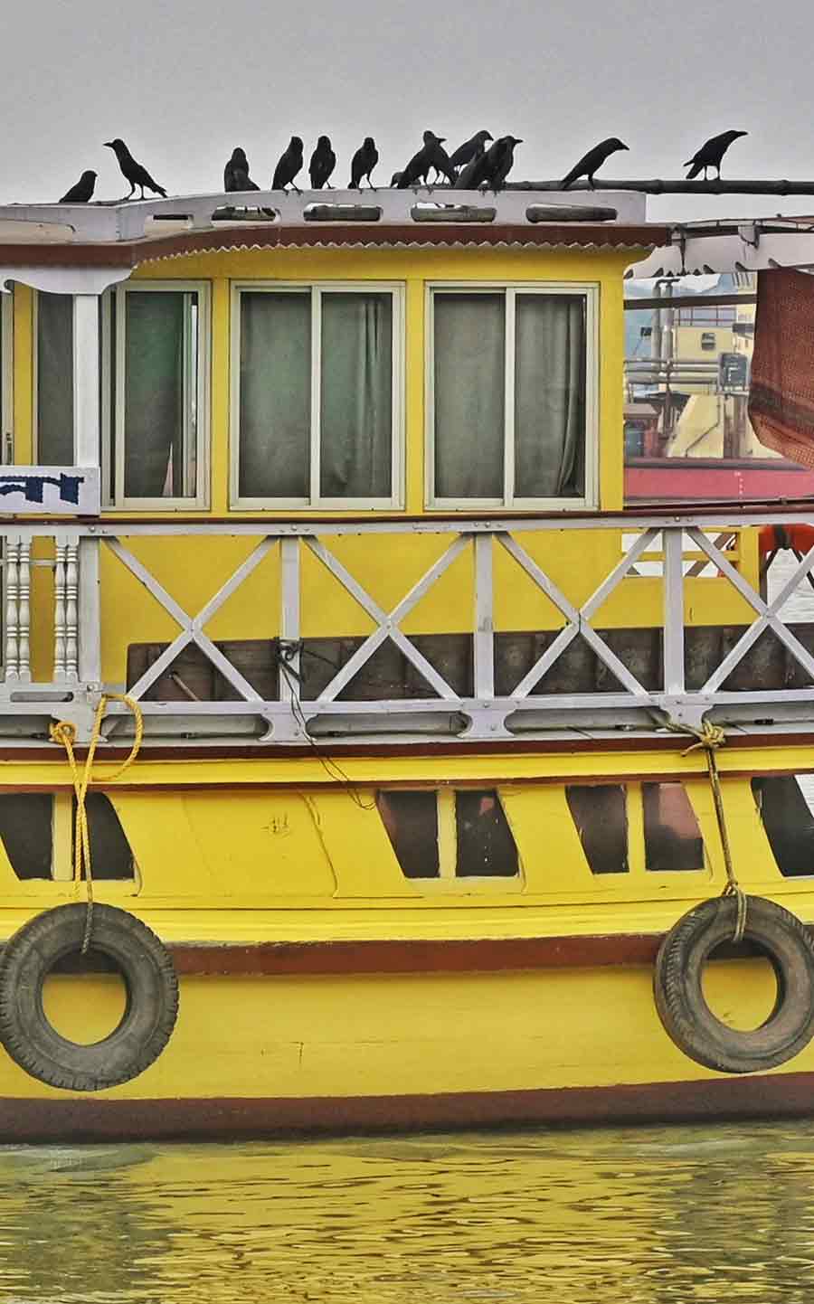 Crows enjoy a free ride on the roof of a launch on the Hooghly