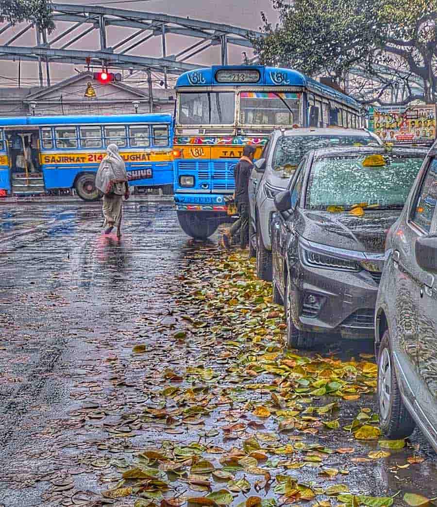 Yellow leaves fallen from big trees on the rain-washed road near Calcutta High Court and Babughat painted a pretty picture after months of dry spell