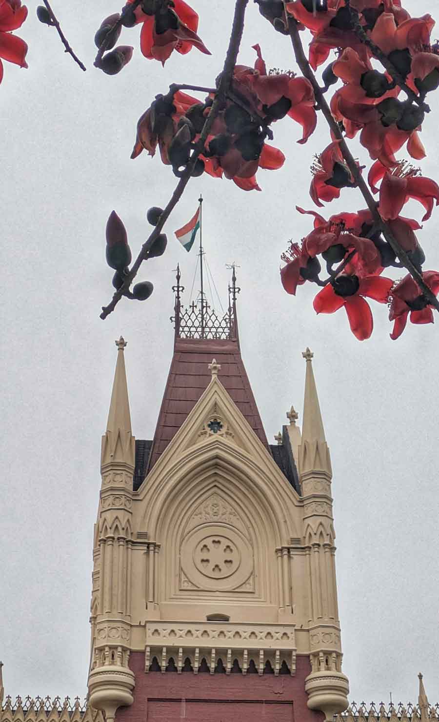 Shimul flowers announce the arrival of spring in Kolkata