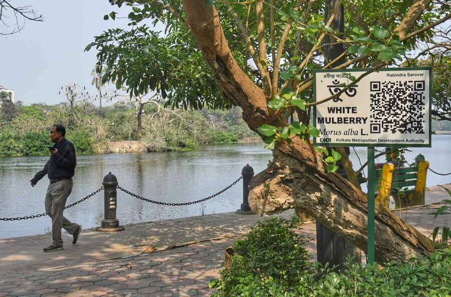Kolkata Metropolitan Development Authority (KMDA) is naming more trees with QR codes at Rabindra Sarobar to educate people about the flora. Scanning the QR code will give one all the information on the tree 