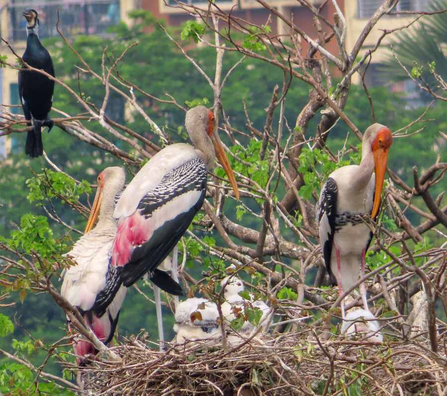The last of the  painted storks and a great cormorant that migrated to Rabindra Sarobar for the winter 