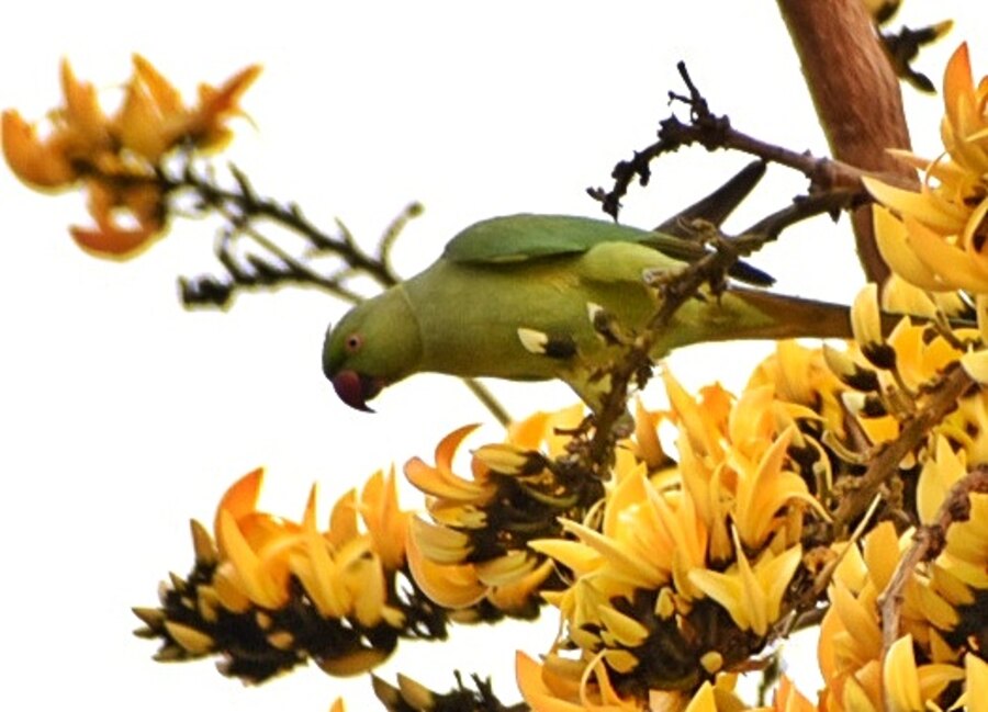 Parrots nest on a yellow palash tree at Esplanade East