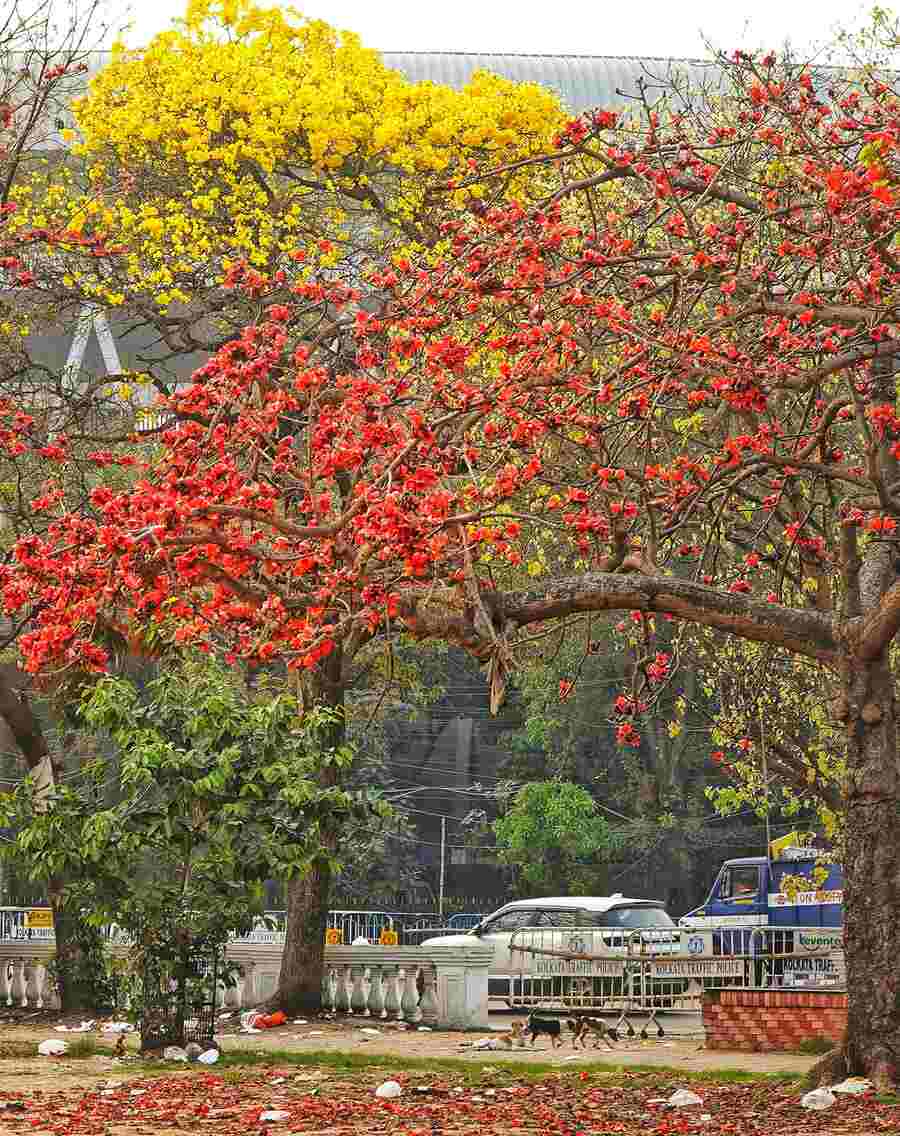 Red and yellow flowers colour a road near Esplanade