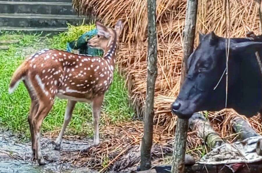 A deer is a regular guest in south Surendraganj village of Patharpratima G-plot in the Sunderbans. It roams freely among the cattle and villagers. The villagers feed and protect it  