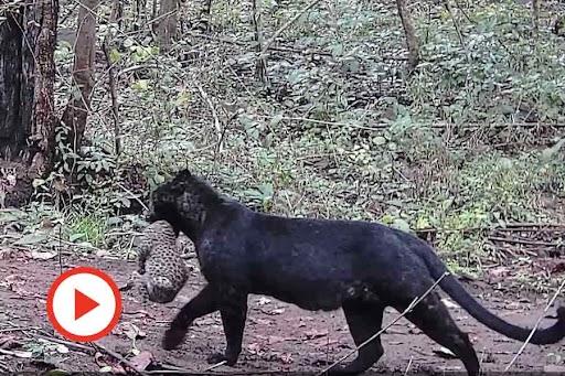 The rare melanistic leopard with cub