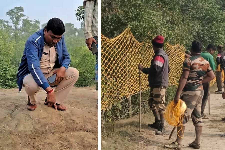 After tiger pugmarks were found in the Srikanth Palli area of Maipith Coastal police station, the area was permanently fenced with net on Monday  