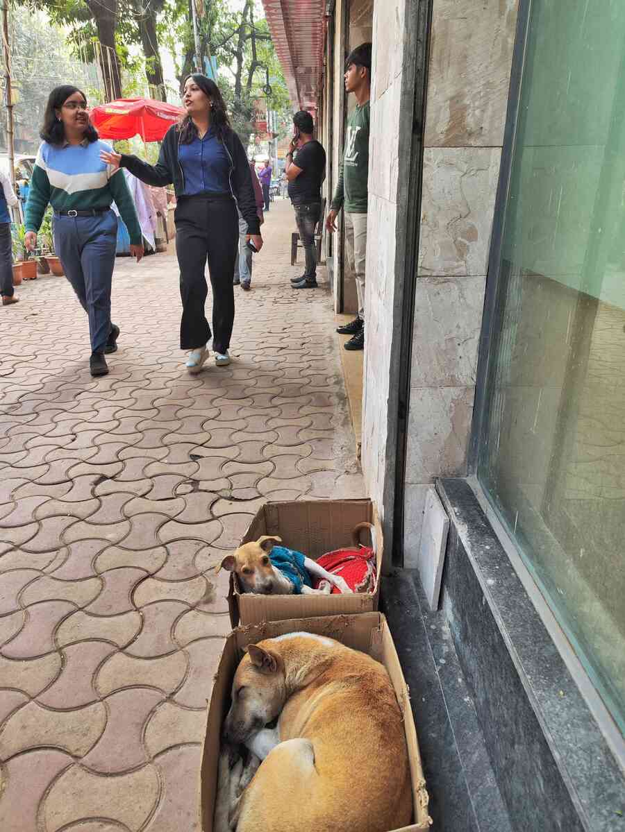 A benevolent heart and  an innovative shelter are all that takes for Bentinck Street shopkeepers in central Kolkata to offer strays to sleep cosy this winter  