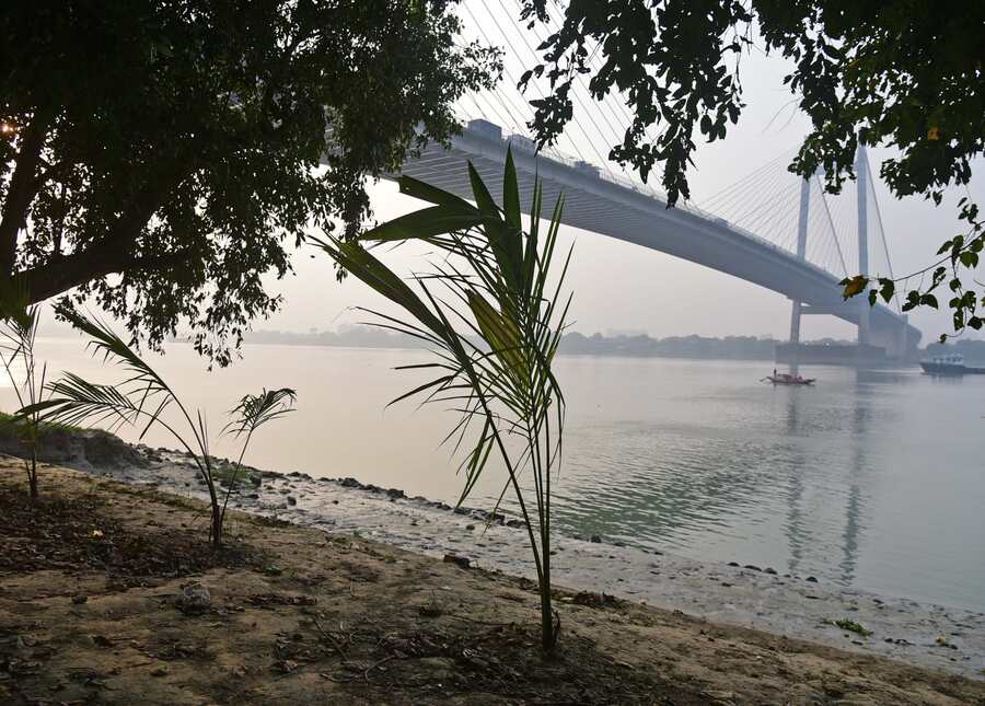 The parks and squares department of Kolkata Municipal Corporation has started planting coconut tree saplings (at Prinsep Ghat in picture) along the banks of Hooghly to prevent soil erosion  
