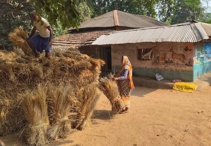Villagers stack trussed up hay stacks after threshing the rice in Jhargram district