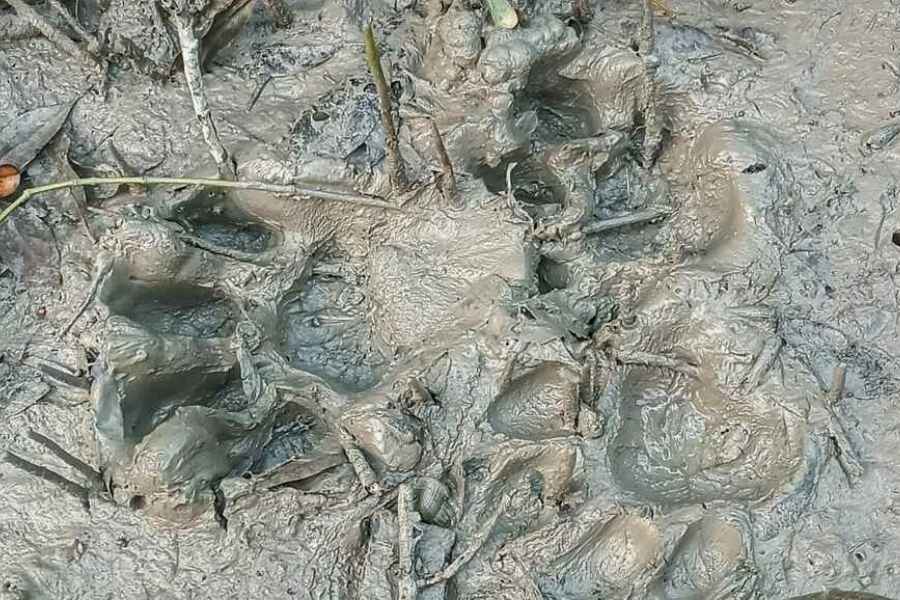 Tiger pug marks were spotted in the forest adjacent to Maipith Ganga Ghat on Sunday morning   