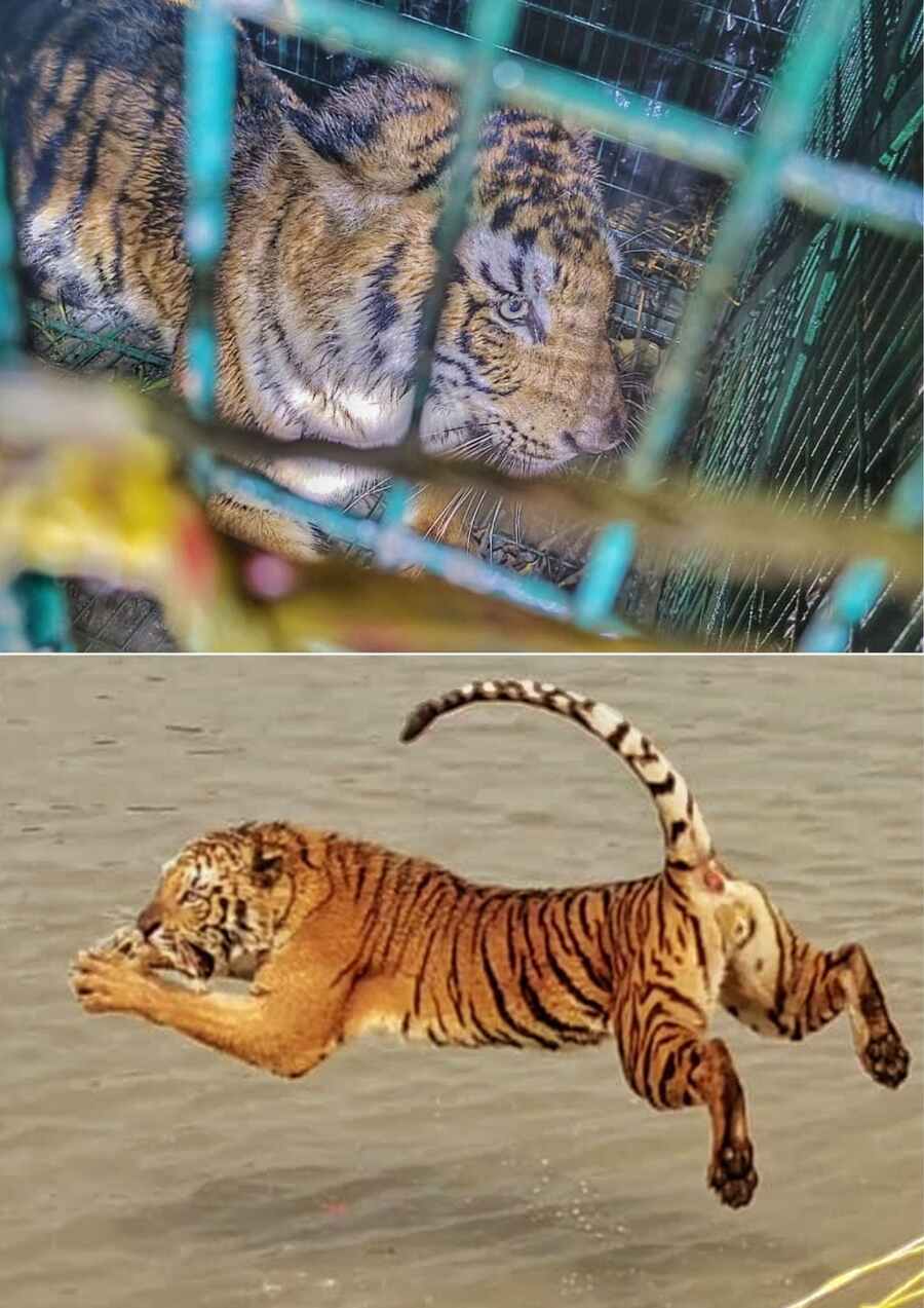 (Top) Forest department personnel captured a Bengal tiger at Maipit village in South 24-Parganas with a goat bait on Sunday night and (above) it was released into the wild near  Dhuli Bhasani forest on Monday