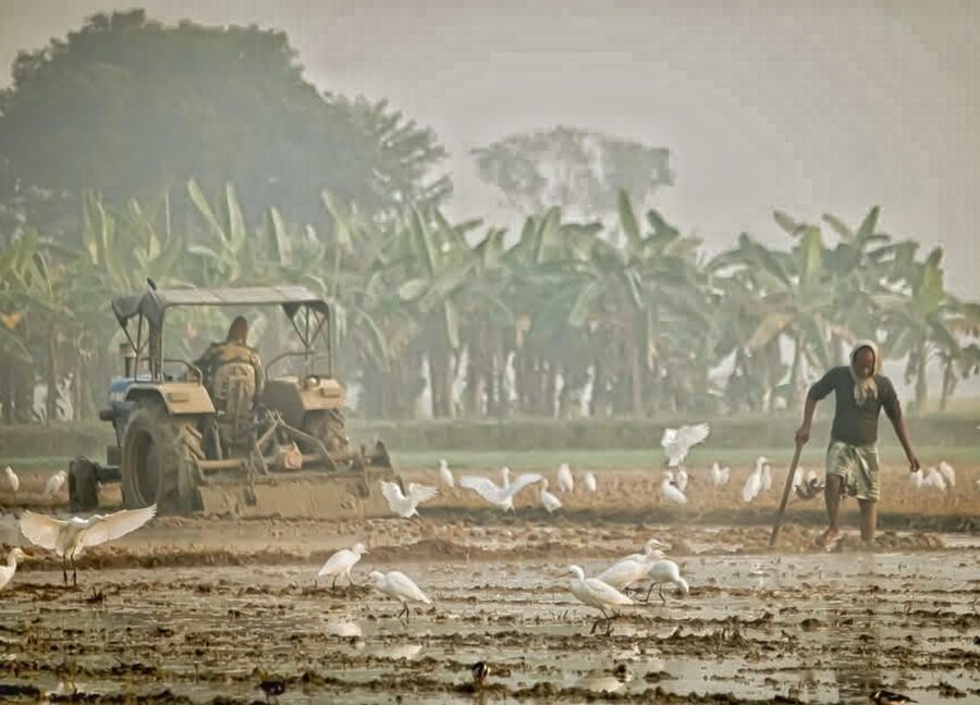 As a tractor ploughs a field in Nadia district, storks prey on the insects emerging from the soil 