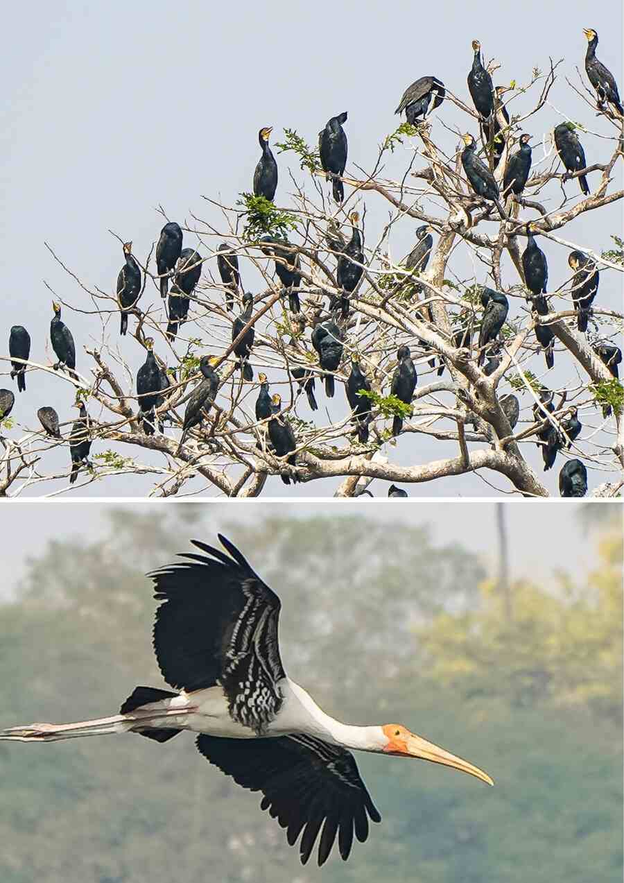 Migratory birds like painted storks have assembled at Rabindra Sarobar. The birds take shelter on the trees at an island in the lake