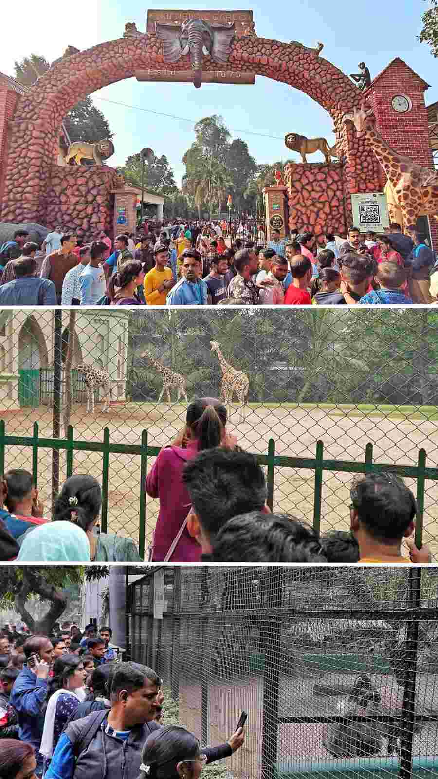 National holiday. Check. Sunday. Check. What’s not to head for Alipore zoo on a winter morning? Families, with kids of all sizes in tow, were seen enjoying a day out in the sun with a glimpse of the animals