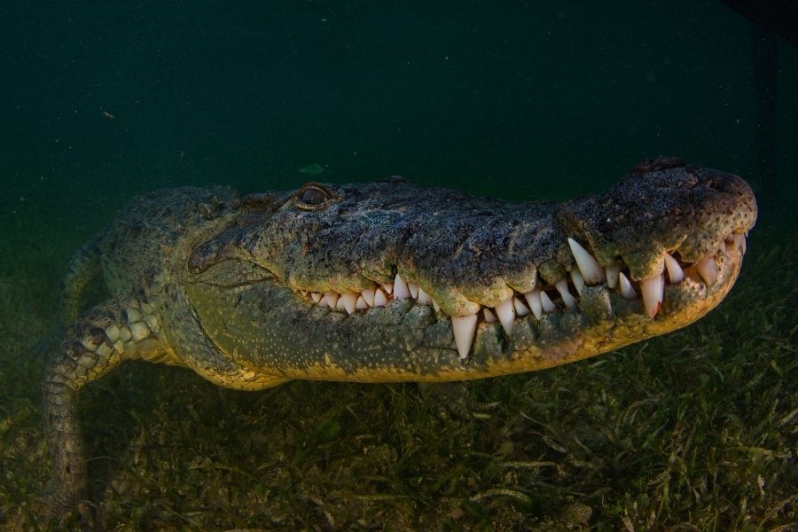 Photographing crocodiles and alligators needs patience and persistence. Mukherjee has, at times, spent days camouflaged, waiting for the perfect shot