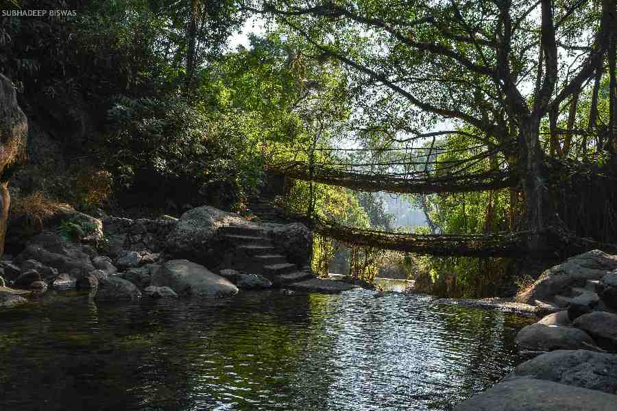 A living root bridge in Meghalaya