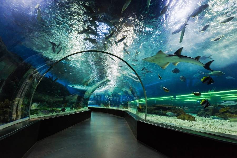 Visitors will be able to walk through a 30-metre-long tunnel surrounded on three sides by water