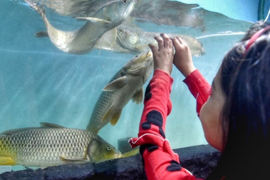 A supervised touch tank will allow young visitors to physically engage with selected marine creatures