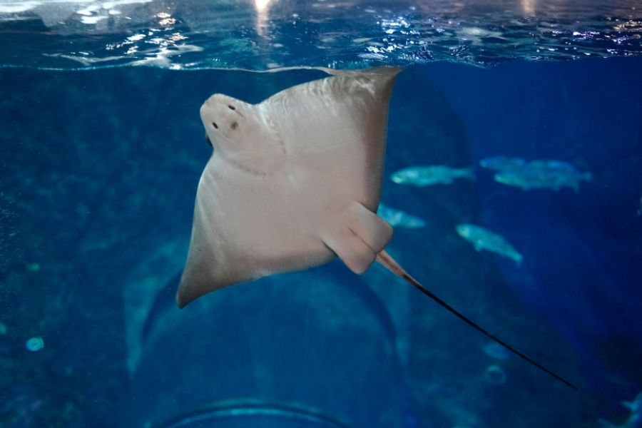 The facility will house a significant number of marine specimens, including multiple species of sharks and rays