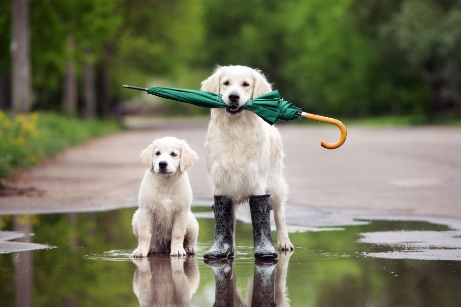 With a few monsoon essentials added to your pet’s daily routine, monsoon can be just as manageable as it is refreshing