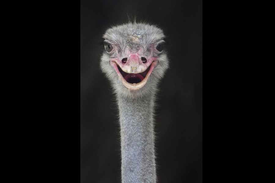 An ostrich in its enclosure at the National Zoological Park in New Delhi.