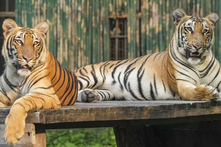 Two Bengal tigers at the Delhi zoo