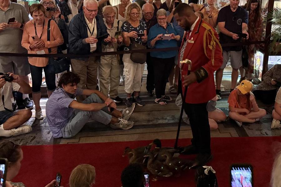 The ducks at Peabody Hotel
