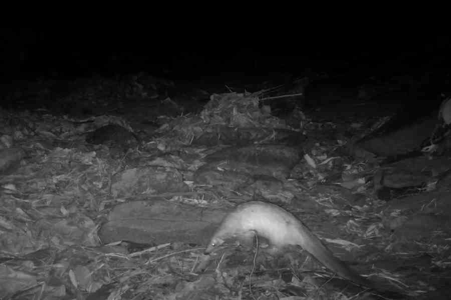 A pangolin caught on forest cameras in Purulia.