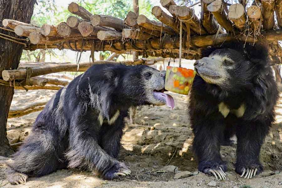 Bears at the Agra Bear Rescue Center cool off from the summer heat with fruits and ice provided by the staff, in Agra