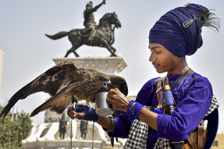 A 'Nihang' Sikh warrior offers water to a hawk, reflecting a powerful bond between tradition and nature, on a hot summer day, at heritage street near the Golden temple in Amritsar