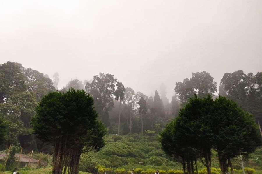 A view of Takdah forest covered in mist from Takdah orchid nursery